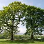 Two Trees in a field with bright spring sunlight